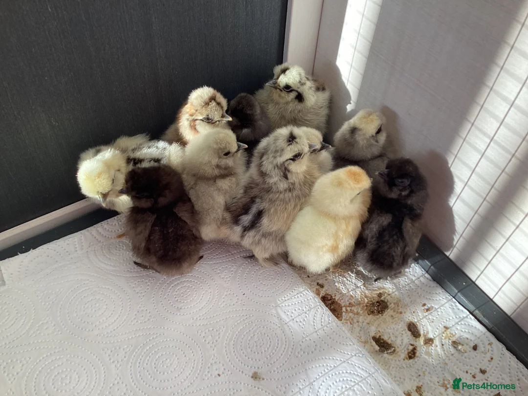 Chickens poultry for sale: Unsexed ,1 week old silkie chicks in Nottingham - Advert 1