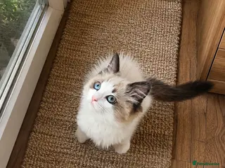 Ragdoll cats Ragdoll Tica Pedigree kittens - Advert 15