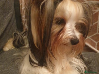 Yorkshire Terrier dogs 100% Biewer yorkshire-terrier Pedigree - Advert 1