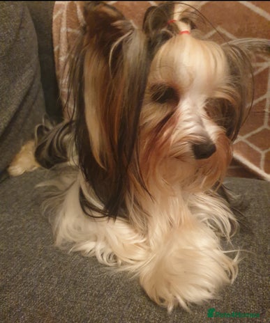 Yorkshire Terrier dogs 100% Biewer yorkshire-terrier Pedigree - Advert 1