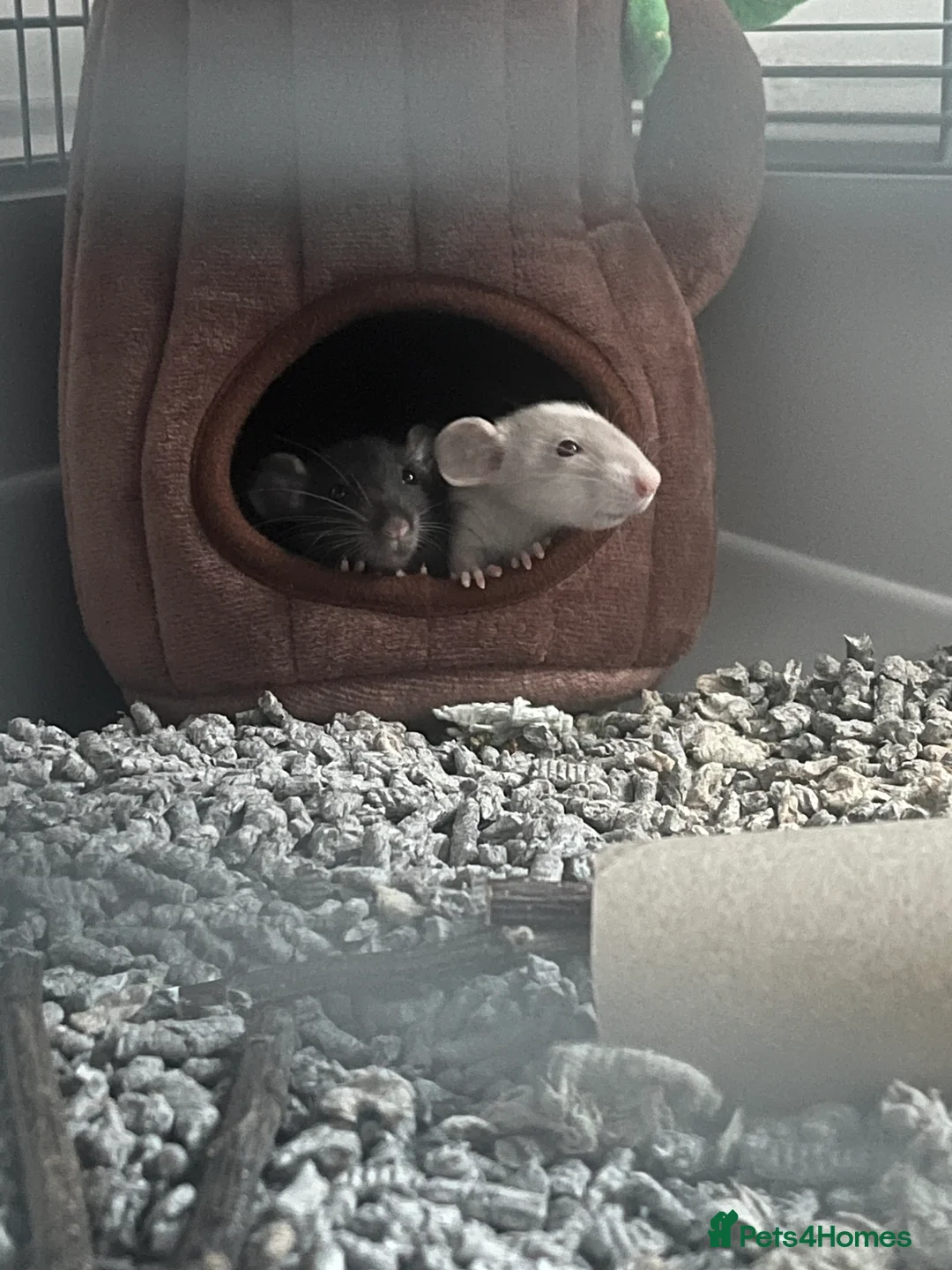 Rat rodents for sale: 2 Dumbo rats - Advert 1