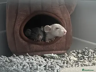 Rat rodents 2 Dumbo rats - Advert 4