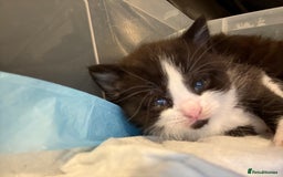 British Shorthair cats for sale: Stunning British Shorthair X Kittens  - Image 6