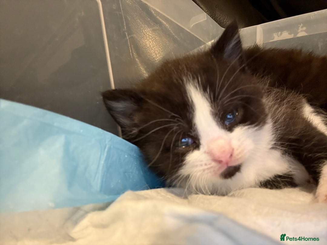 British Shorthair cats for sale: Stunning British Shorthair X Kittens  - Image 6