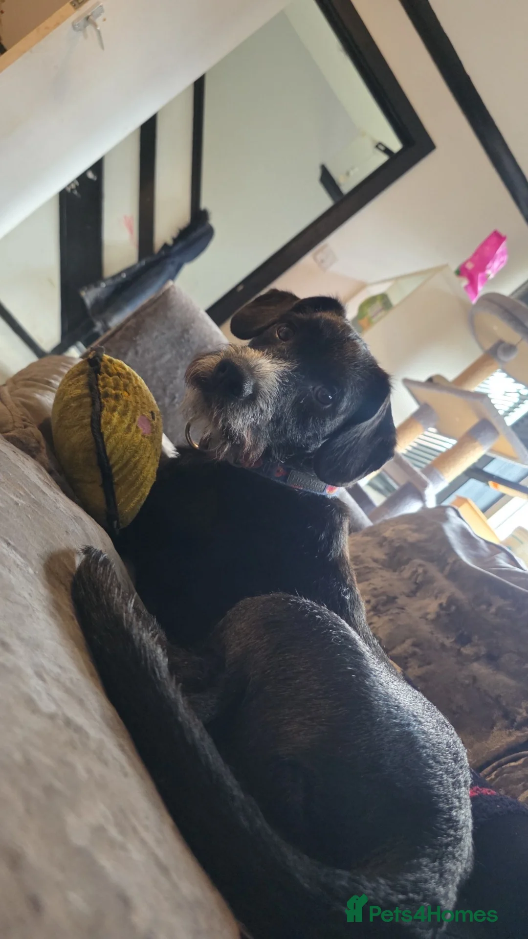 Mixed Breed dogs for sale: Patterdale spaniel for rehoming - Advert 3