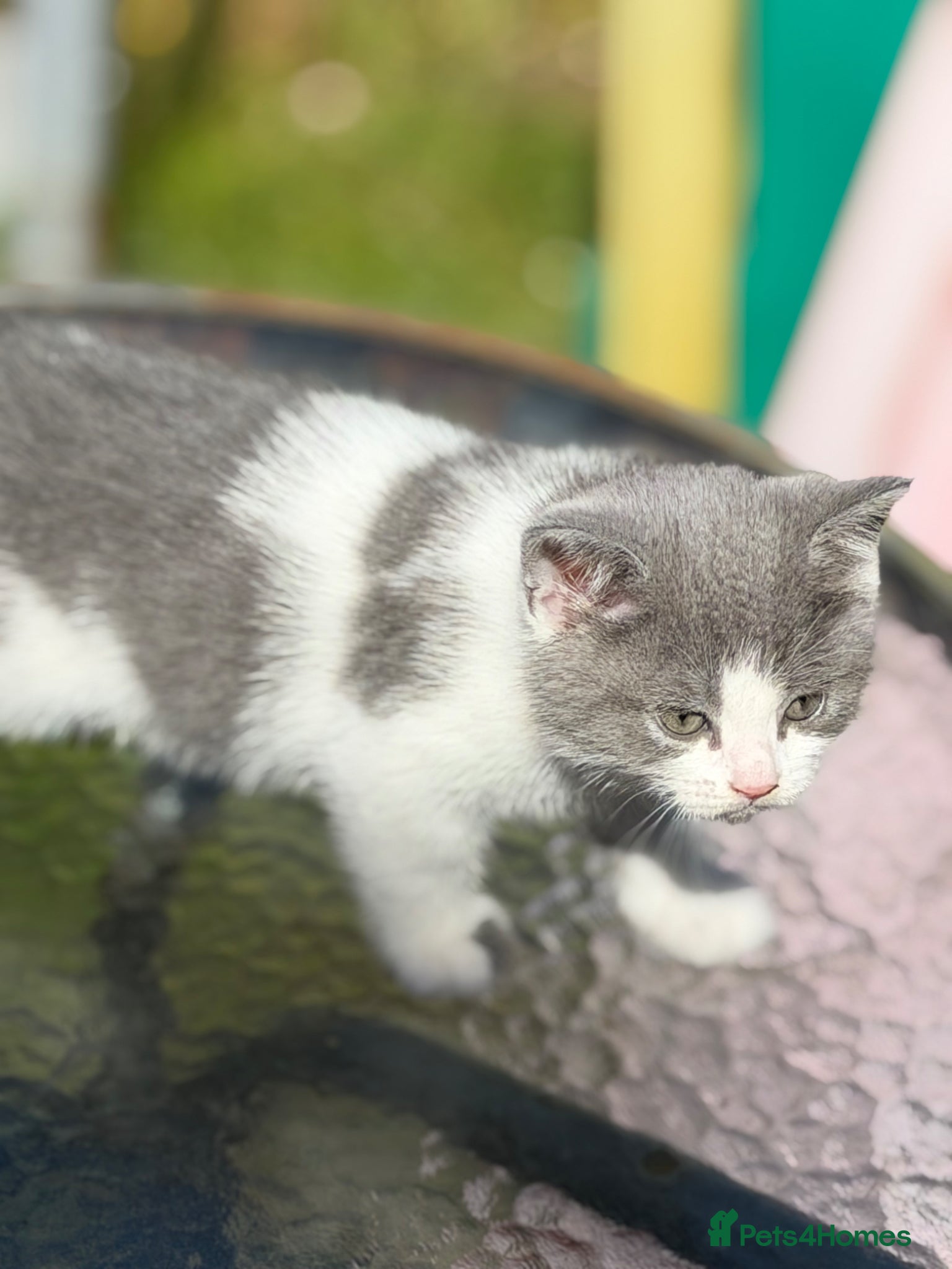 Scottish Fold cats for sale: Scottish fold grey and white kitten  - Advert 5