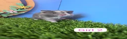 Hamster rodents for sale: Baby Syrian Hamsters Boys Girls Pedigree - Advert 9