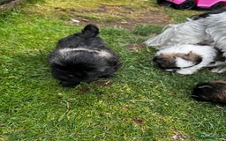 Shih Tzu dogs for sale: Shih tzu puppies looking for a forever home. - Image 11