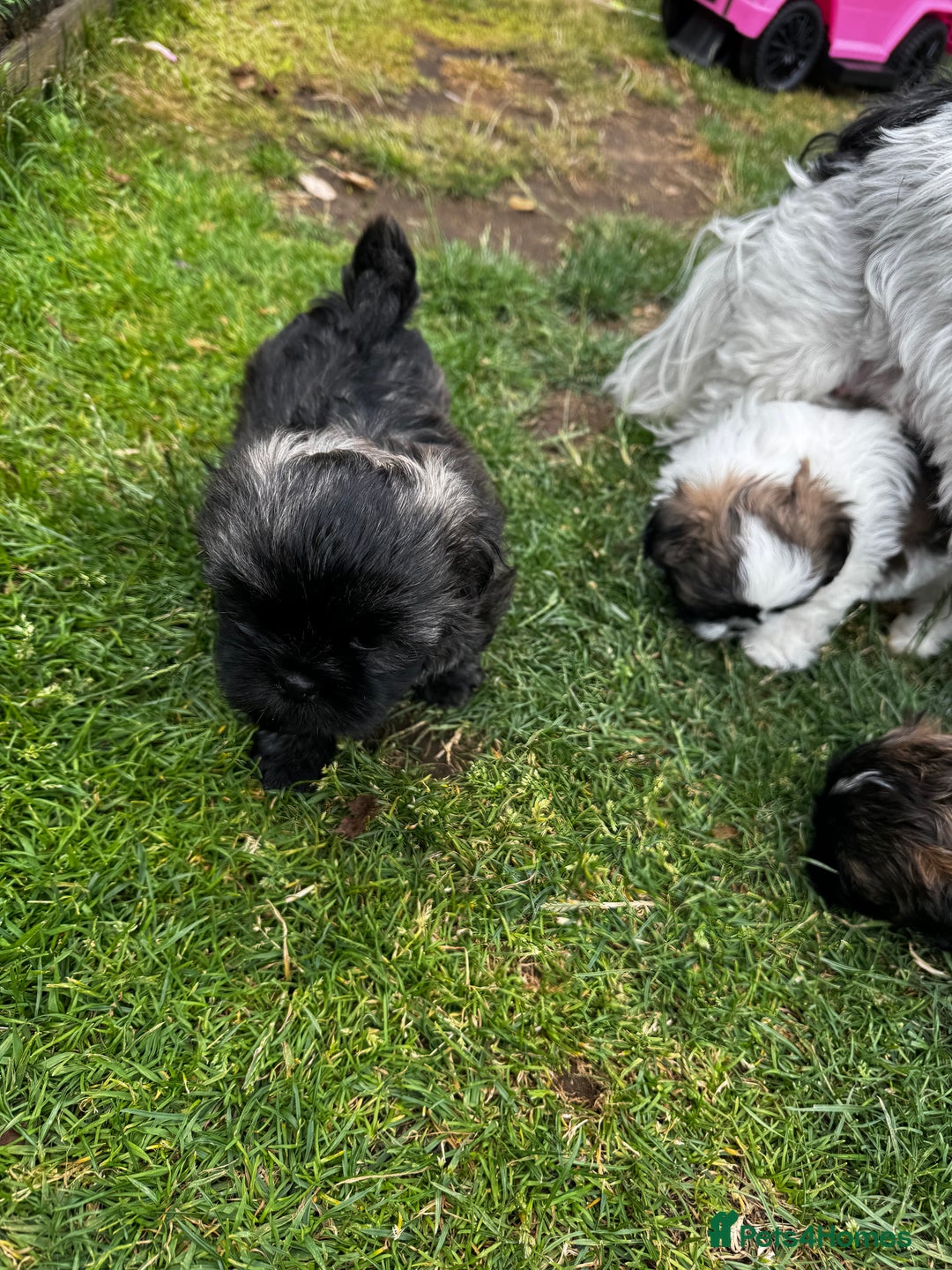 Shih Tzu dogs for sale: Shih tzu puppies looking for a forever home. - Image 11