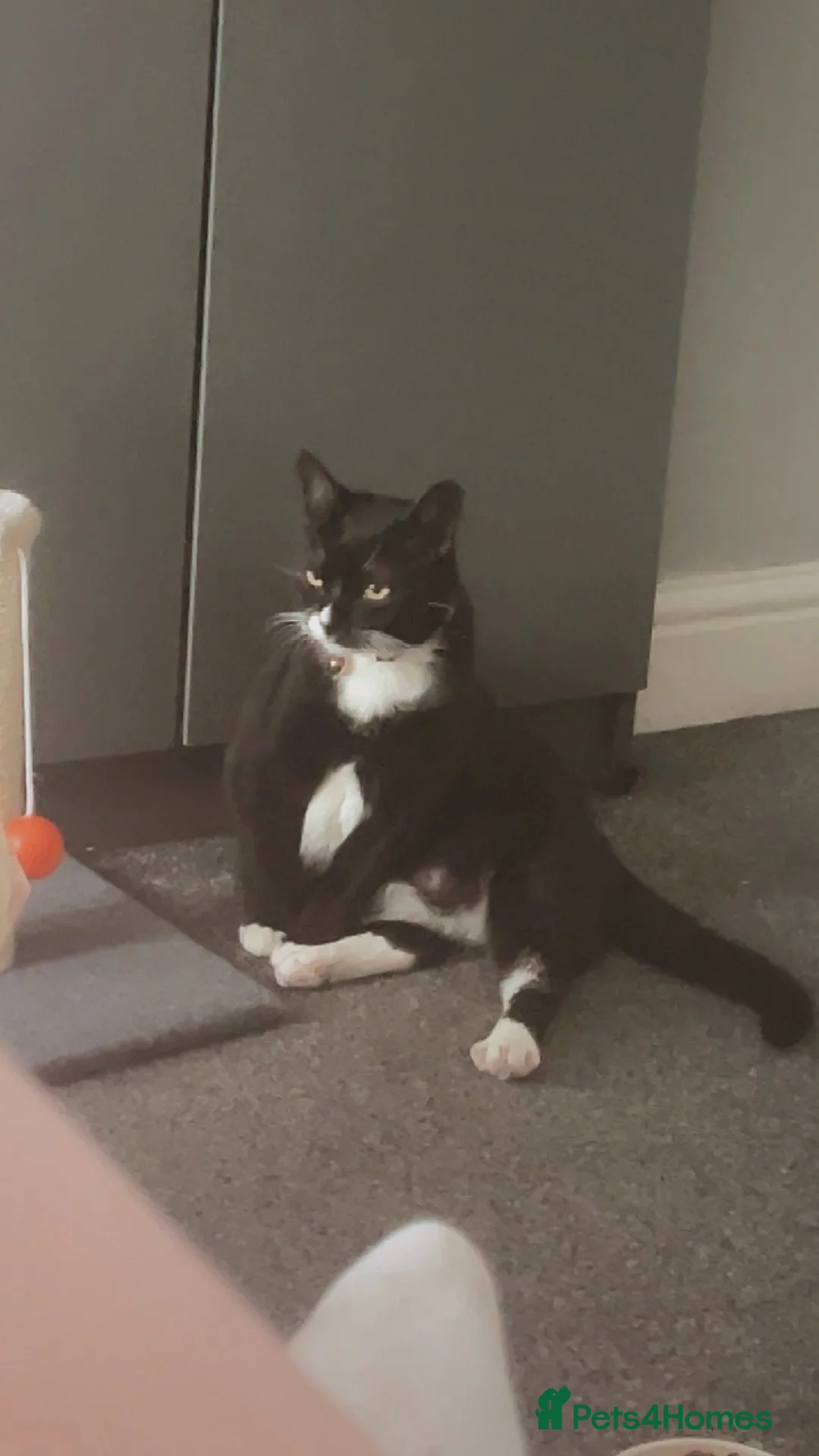 Domestic Shorthair cats for sale: Female cat 💗 - Advert 1