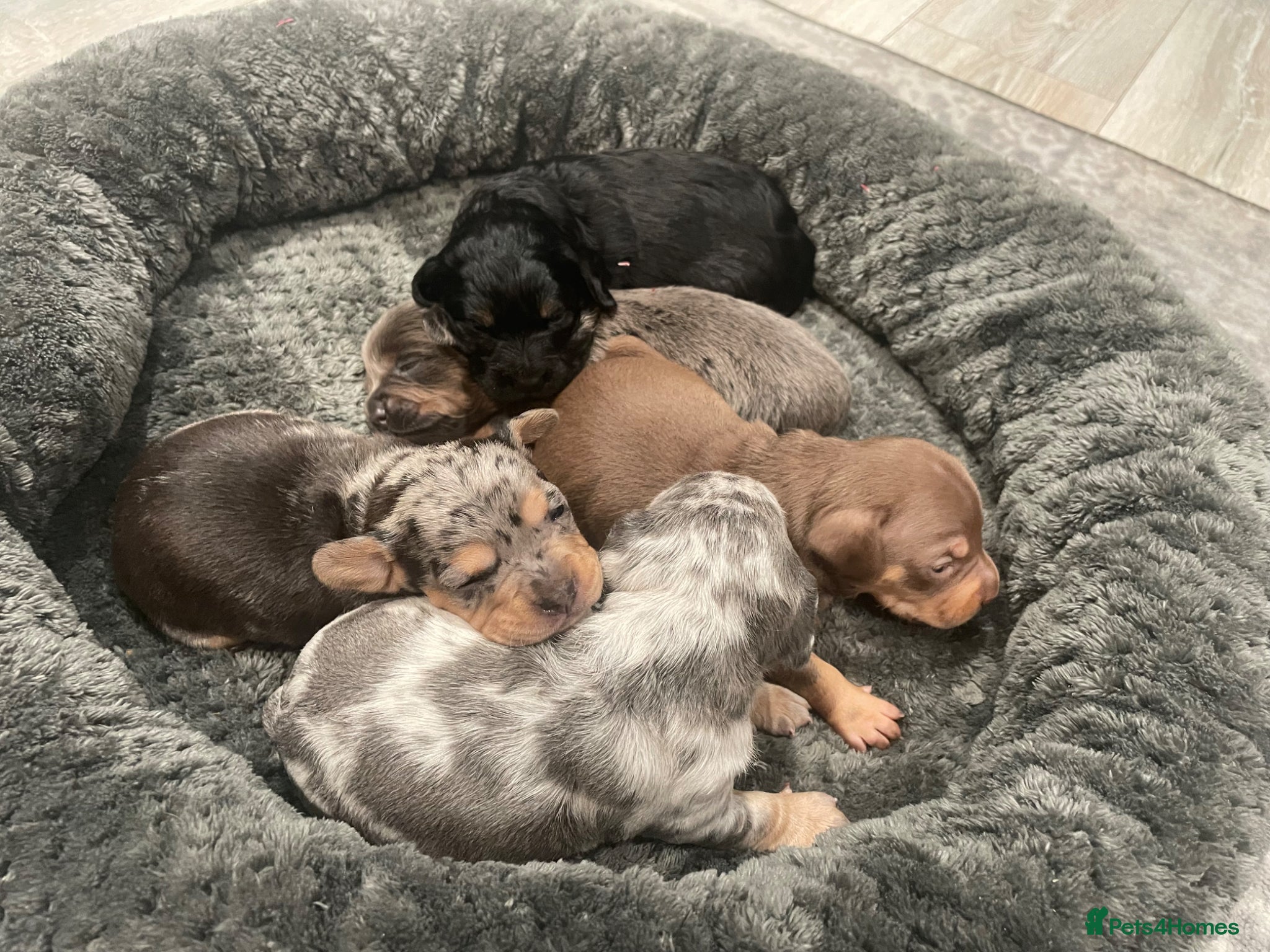 Mixed Breed dogs Beautiful French Weiner puppies 🩷🩵 - Advert 1