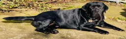 Labrador Retriever dogs for stud: Labrador, proven, health tested, show bred  - Advert 22
