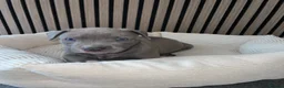 American Bully dogs for sale: American pocket bully pups in Peterborough - Advert 3