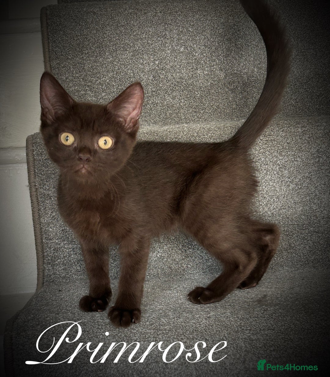 Mixed Breed cats for sale: Beautiful litter sphynx x Ragdoll babies - Image 2