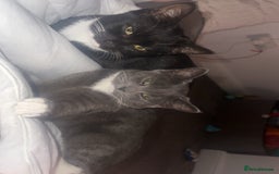 Mixed Breed cats for sale: Two 8 month beautiful sisters🤍 - Image 3
