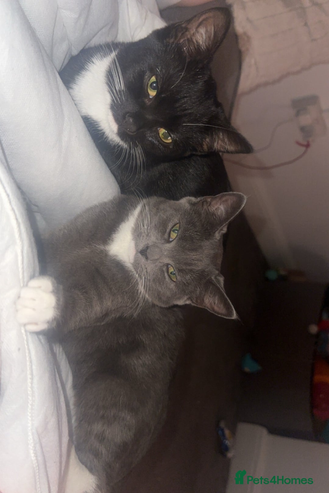 Mixed Breed cats for sale: Two 8 month beautiful sisters🤍 - Image 3