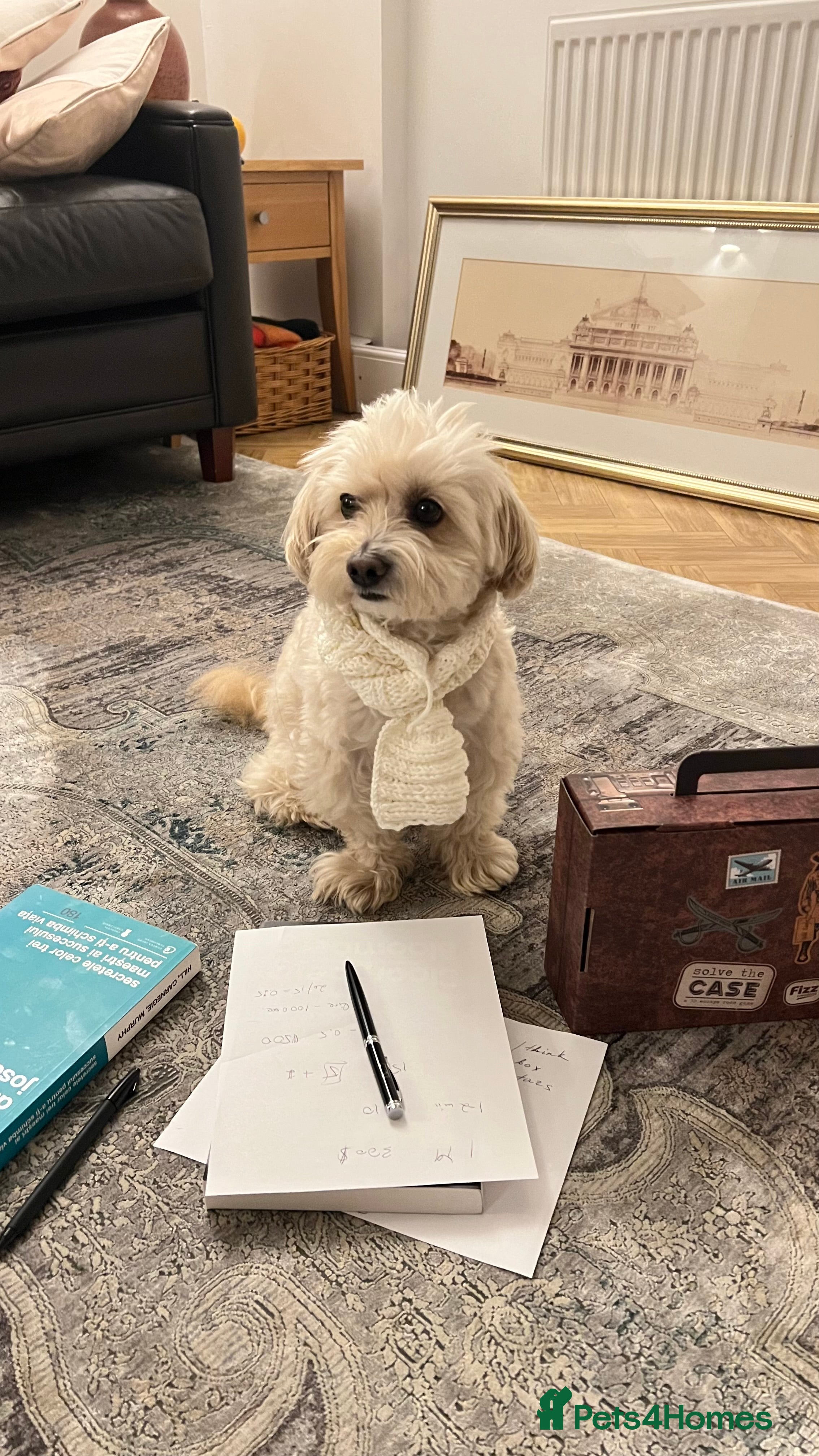 Maltipoo dogs Pudding - Advert 4