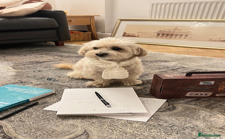 Maltipoo dogs - Advert 1