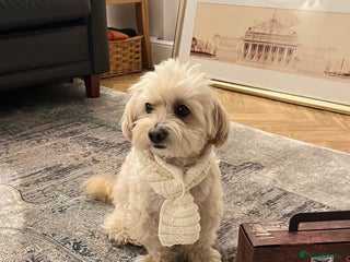 Maltipoo dogs - Advert 2