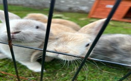 Mixed Breed rabbits for sale: Lop eared rabbits  - Image 1