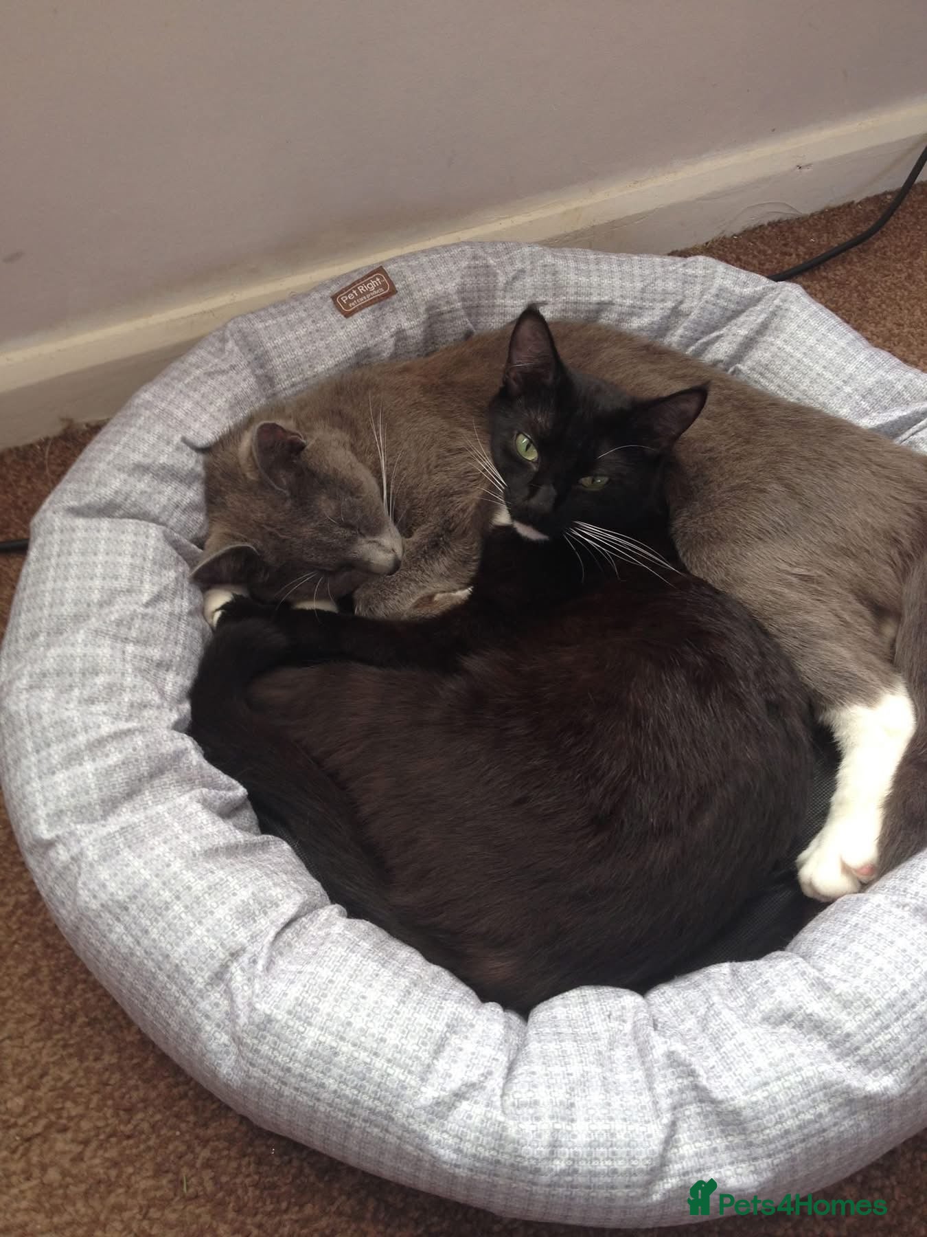 Mixed Breed cats Female Cats Need Rehoming - Advert 2