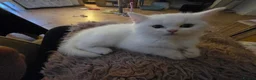 Scottish Fold cats for sale: Scottish straight kitten for sale  in Leeds - Advert 11