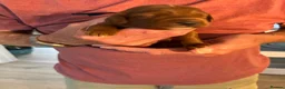 Cockapoo dogs for sale: 1 beautiful red home raised cockapoo av. 2 weeks - Advert 37