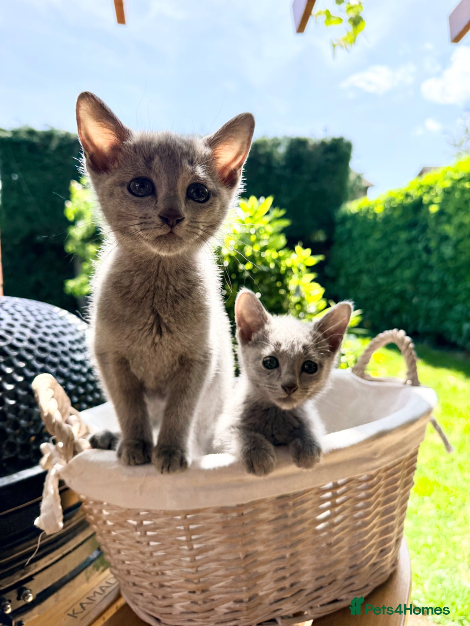Russian Blue cats 🐾Champion Line TICA Russian Blue Kittens 🐾 - Advert 3