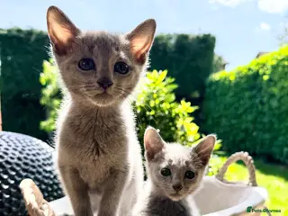 Russian Blue cats 🐾Champion Line TICA Russian Blue Kittens 🐾 - Advert 3