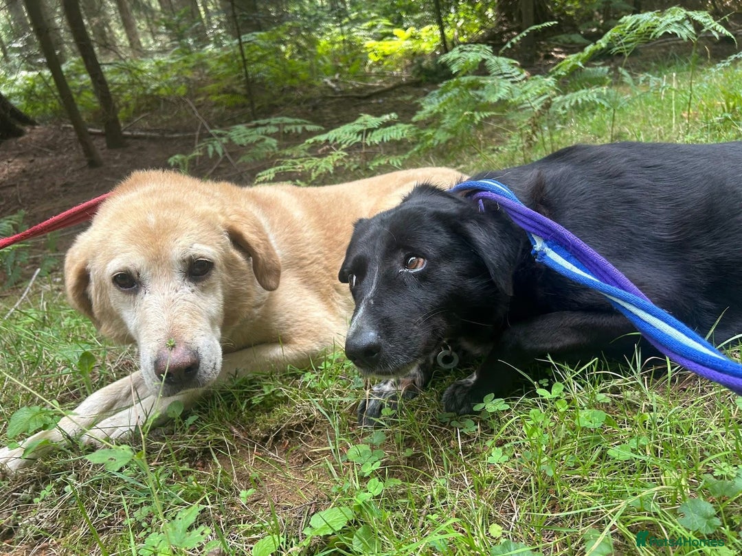Labrador Retriever dogs for adoption: Rupert - Norwich Norfolk  - Image 9