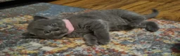 British Shorthair cats for sale: 5 British Shorthair kittens  - Advert 11