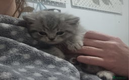 British Shorthair cats for sale: Blue & stripy, boys & girls ava British shorthairs in Eastbourne - Image 33