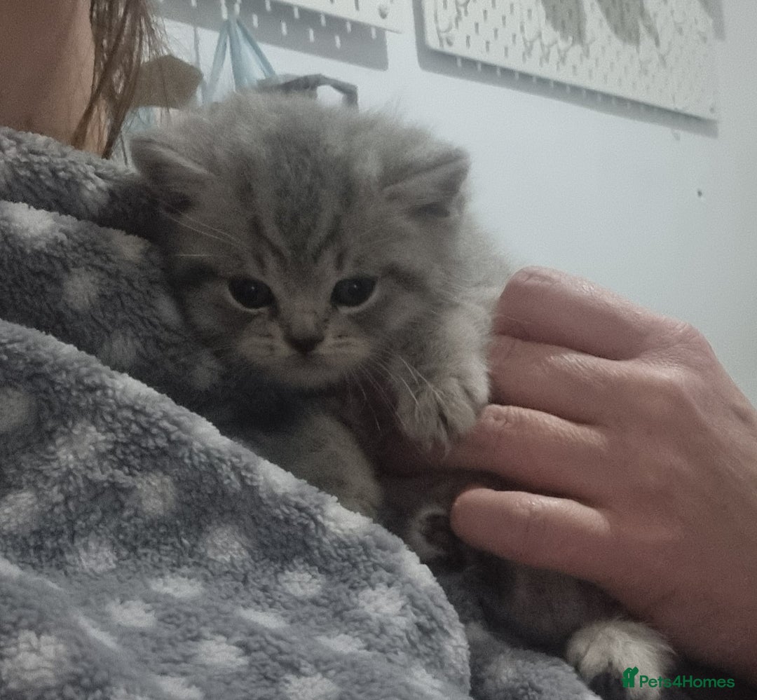 British Shorthair cats for sale: Blue & stripy, boys & girls ava British shorthairs in Eastbourne - Image 33