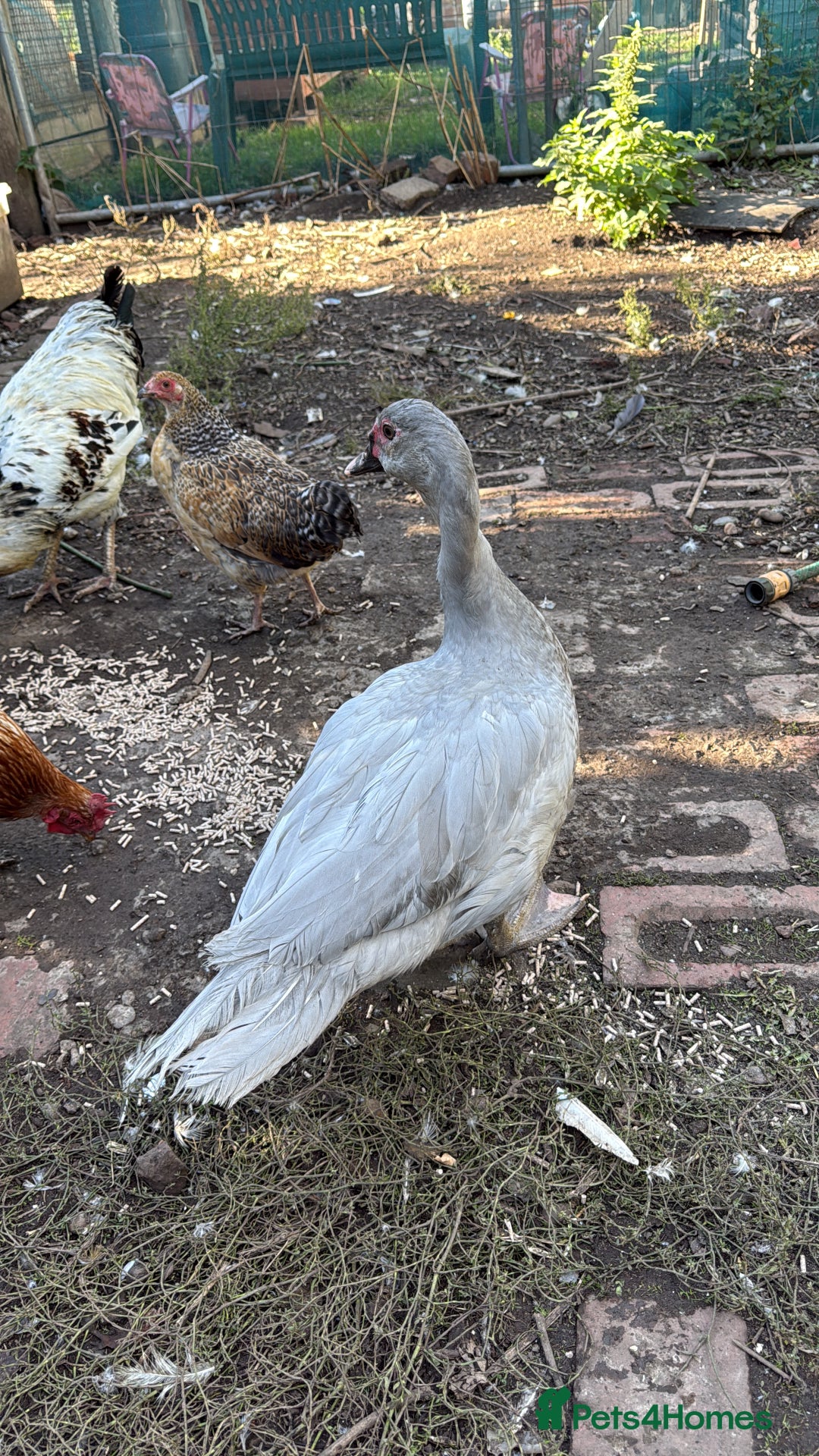 Ducks poultry for sale: Muscovy duck  - Image 4