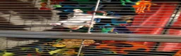 Sugar Glider rodents for sale: Rare mocistuc morph with lineage  - Advert 21