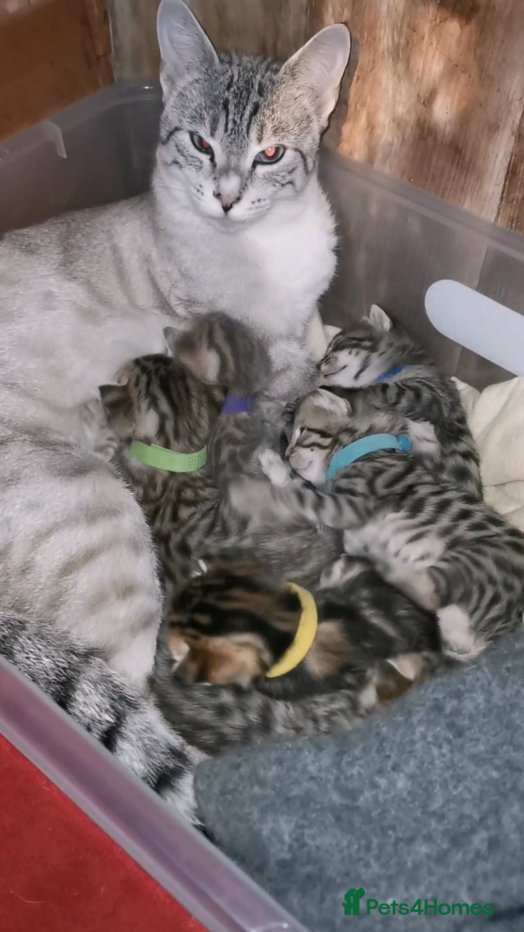 Bengal cats for sale: Bengal Kittens - Image 3