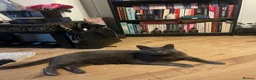 British Shorthair cats for sale: Looking for a new home  - Advert 3