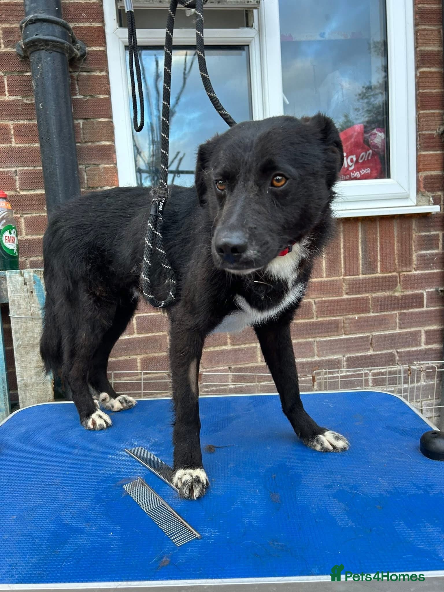 Mixed Breed dogs Bobbin - Norwich Norfolk  in Wymondham - Advert 11