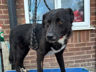 Mixed Breed dogs in Wymondham - Advert 30