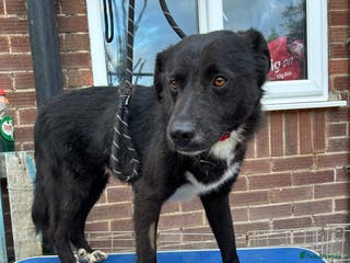 Mixed Breed dogs Bobbin - Norwich Norfolk in Wymondham - Advert 16