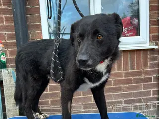 Mixed Breed dogs Bobbin - Norwich Norfolk in Wymondham - Advert 14