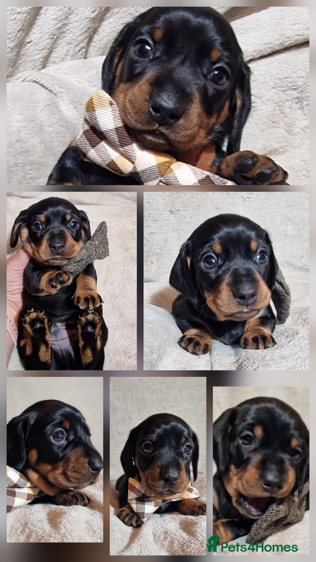 Miniature Dachshund dogs for sale: Champion bloodlines excellent quality KC miniature - Advert 5