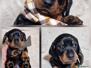 Miniature Dachshund dogs Champion bloodlines excellent quality KC miniature - Advert 14