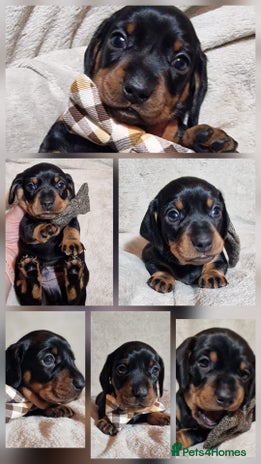 Miniature Dachshund dogs Champion bloodlines excellent quality KC miniature - Advert 15