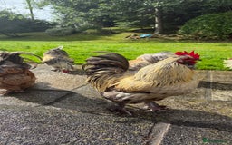 Chickens poultry for sale: 4 VERY HANDSOME HAND REARED SILKY MIX COCKERELS  - Image 28
