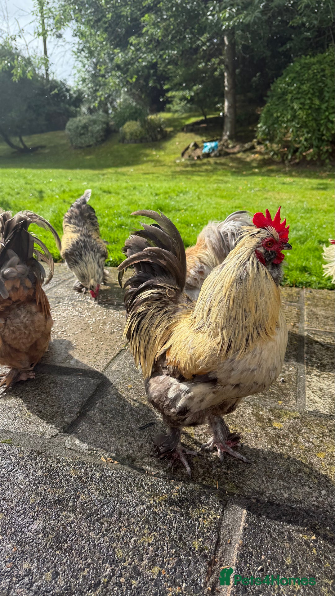 Chickens poultry for sale: 4 VERY HANDSOME HAND REARED SILKY MIX COCKERELS  - Image 28