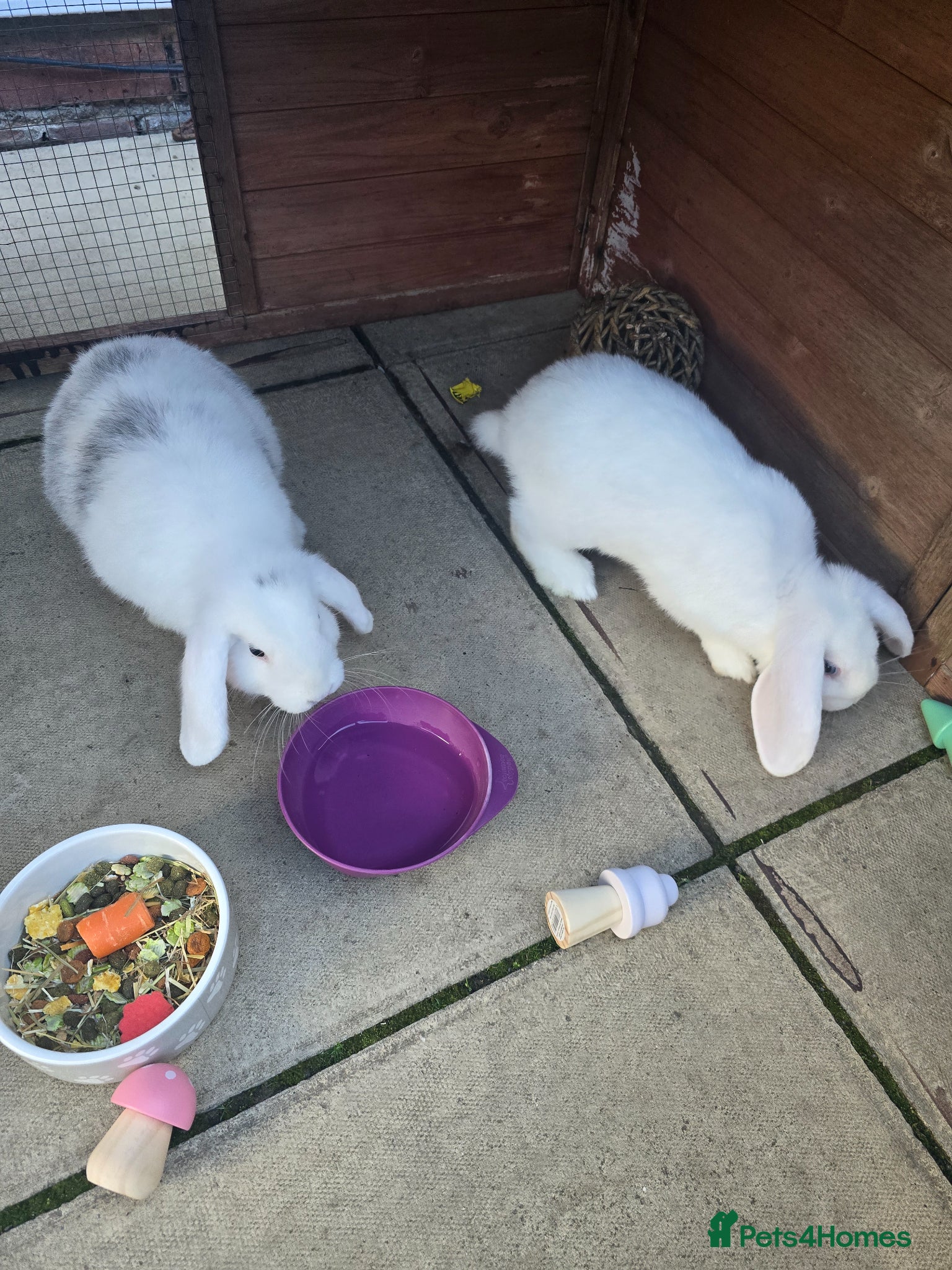 Mini Lop rabbits 2 male rabbits - Advert 1