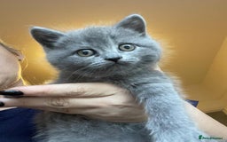 British Shorthair cats for sale: British Shorthair Kitten 4 - Image 13