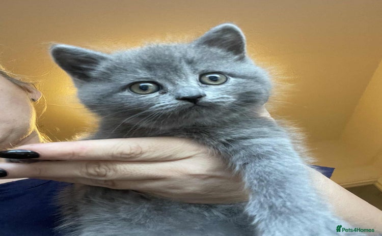 British Shorthair cats British Shorthair Kittens 1girl left only - Advert 1