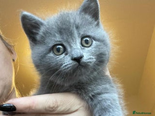 British Shorthair cats British Shorthair Kittens 1girl left only - Advert 1